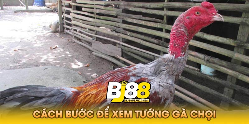 Cách Bước Để Xem Tướng Gà Chọi