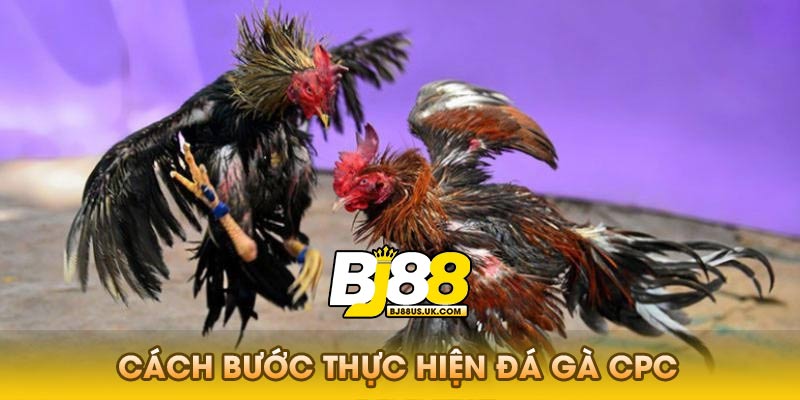 Cách Bước Thực Hiện Đá Gà CPC