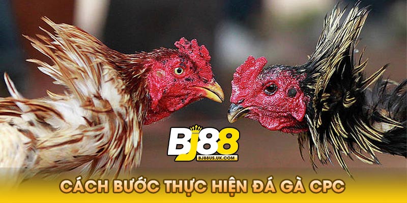 Các Lời Khuyên Khi Tham Gia Đá Gà