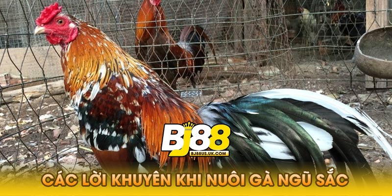 Các lời khuyên khi nuôi gà ngũ sắc