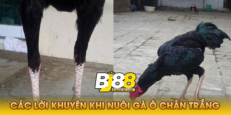Lợi Ích Kinh Tế Khi Nuôi Gà Ô Chân Trắng