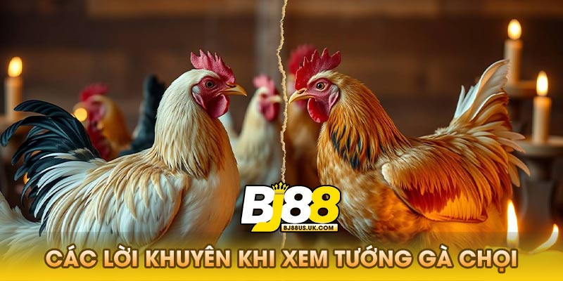 Các Lời Khuyên Khi Xem Tướng Gà Chọi