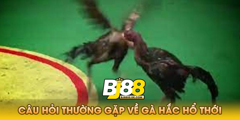 Câu Hỏi Thường Gặp Về Gà Hắc Hổ Thới