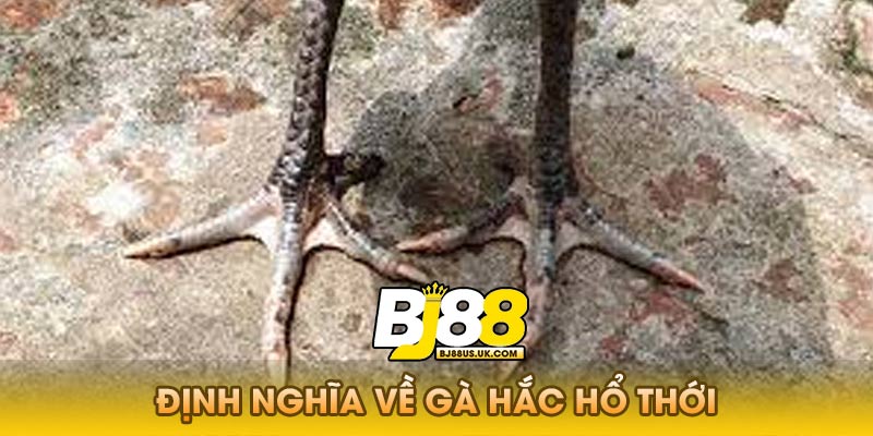 Lịch Sử Và Nguồn Gốc Của Gà Hắc Hổ Thới