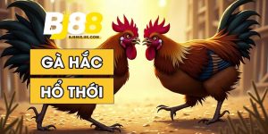 Gà hắc hổ thới