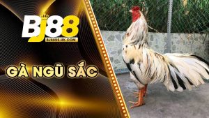 gà ngũ sắc