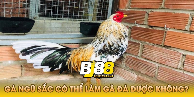 Gà ngũ sắc có thể làm gà đá được không?