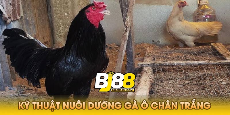 Kỹ Thuật Nuôi Dưỡng Gà Ô Chân Trắng