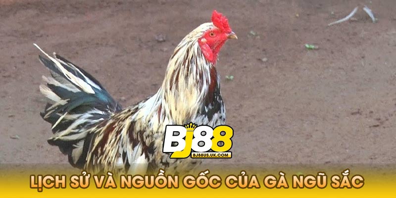 Gà ngũ sắc có nguồn gốc từ đâu?