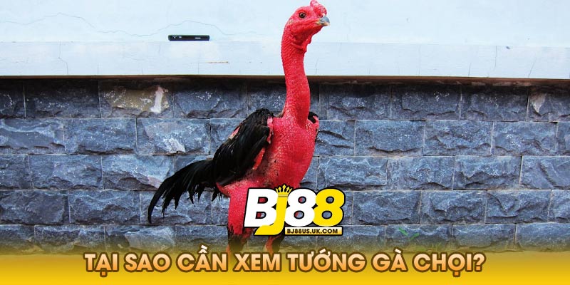 Tại Sao Cần Xem Tướng Gà Chọi?