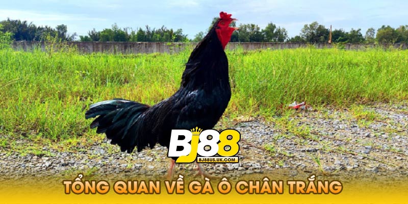 Tổng Quan Về Gà Ô Chân Trắng